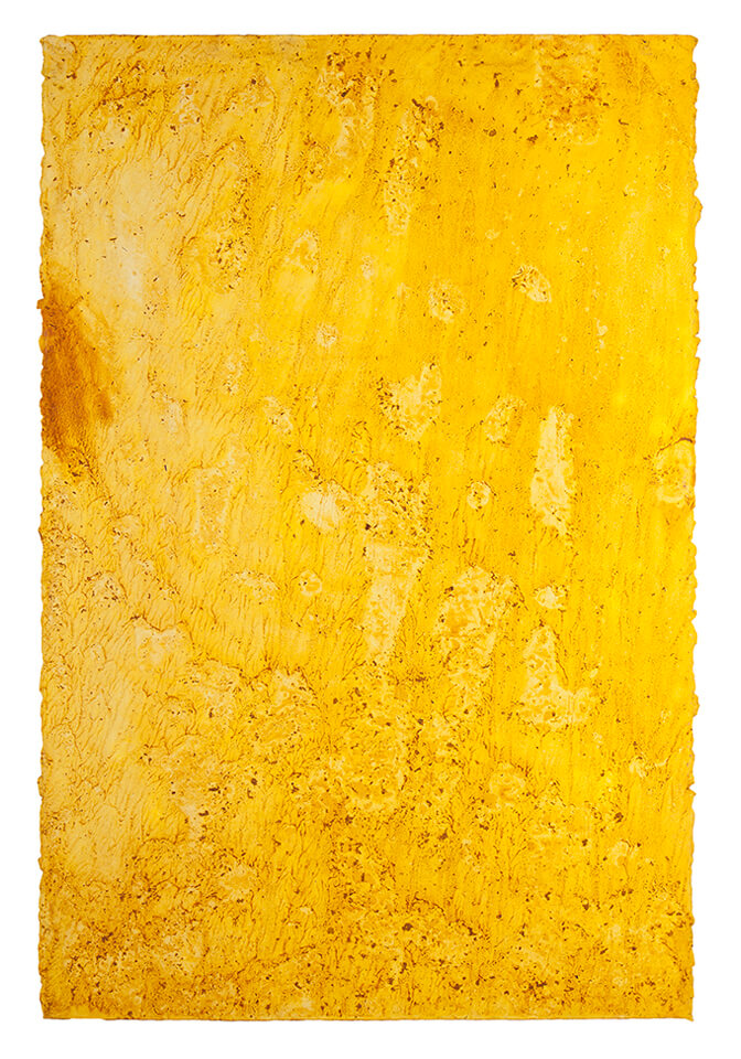 curcuma papel 22.jpg